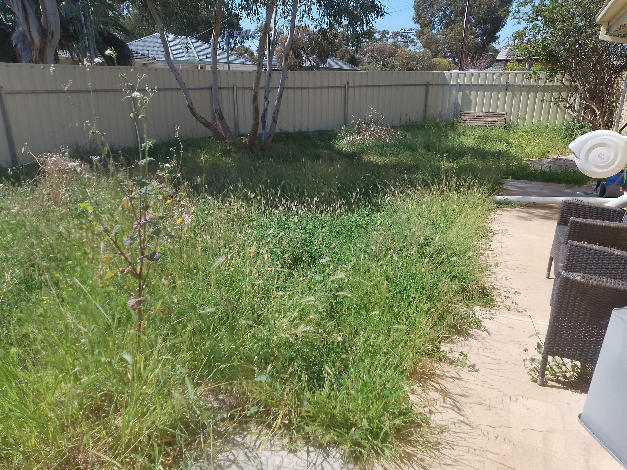 Overgrown backyard lawn before CCTS gardening work
