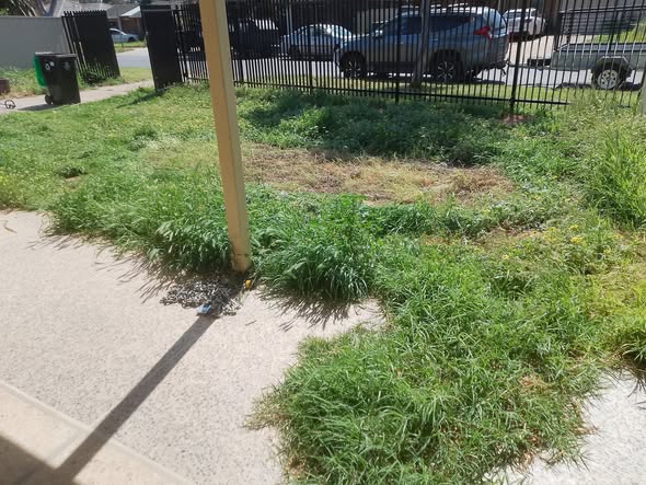 Overgrown front lawn before CCTS gardening work